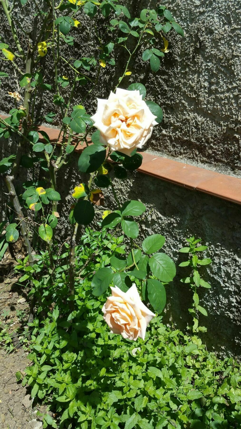 La Villa Nei Fiori 피렌체 외부 사진